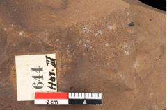 Foto (Detailansicht) von Myrica lignitum Unger (NHMW-GEO-2024-0188-0644)